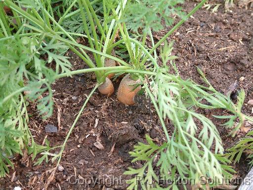 Carrot Clump 